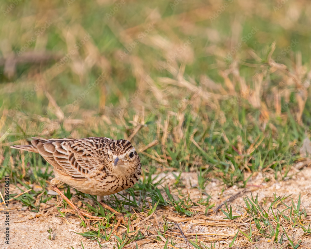 An Oriental Skylark ready to take off An Oriental Skylark ready to take off