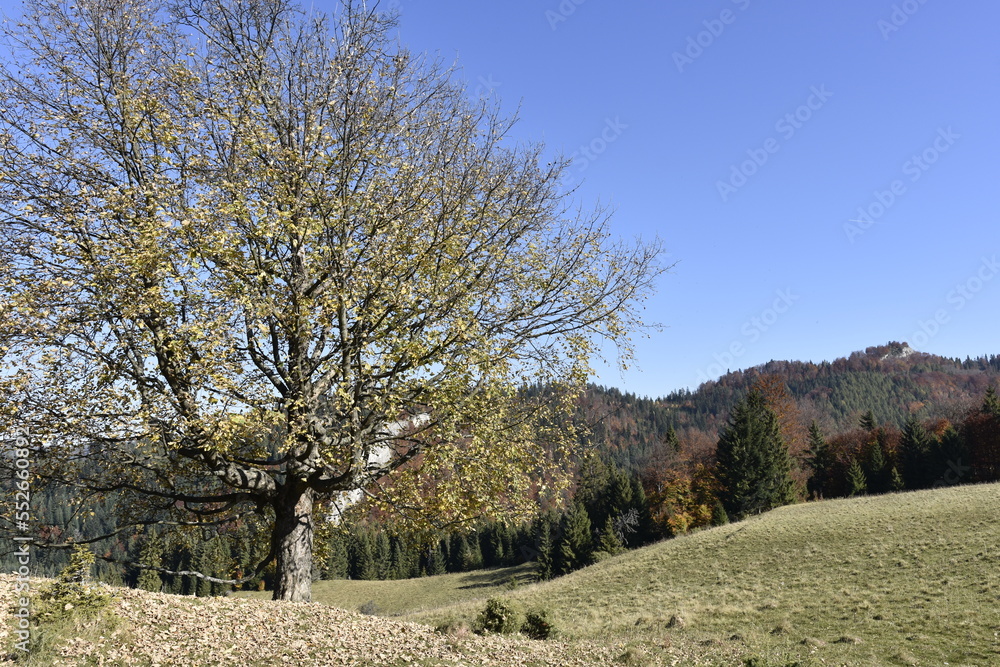 Małe Pieniny, jesień, park, przyroda, szlaki, góry, Małe Pieniny, jesień, park, przyroda, szlaki, góry,