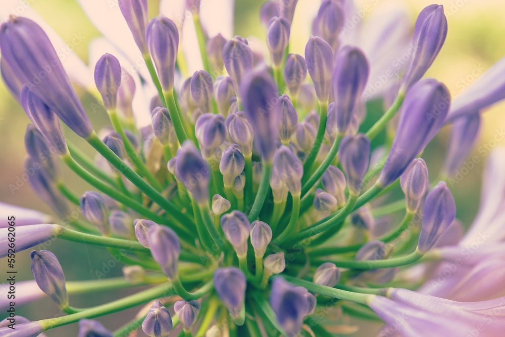 Macro de agapanthus africanus Macro de agapanthus africanus