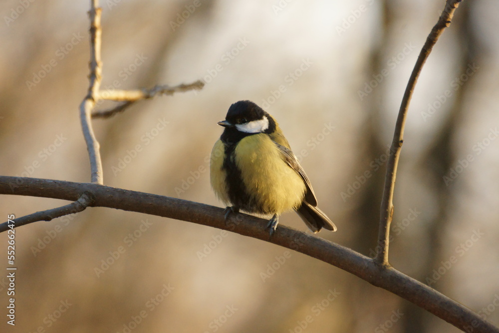 Fototapeta premium Titmouse on a tree branch