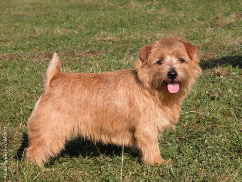    Cute little Norfolk Terrier dog with docked tail  
