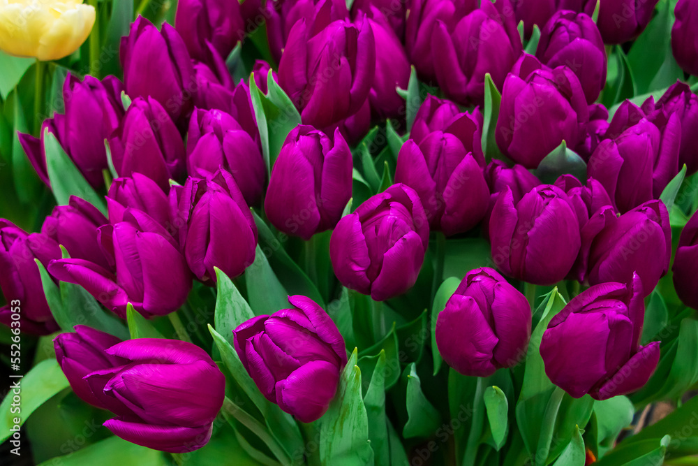 Bouquet of blooming tulips. Spring and holiday symbol.