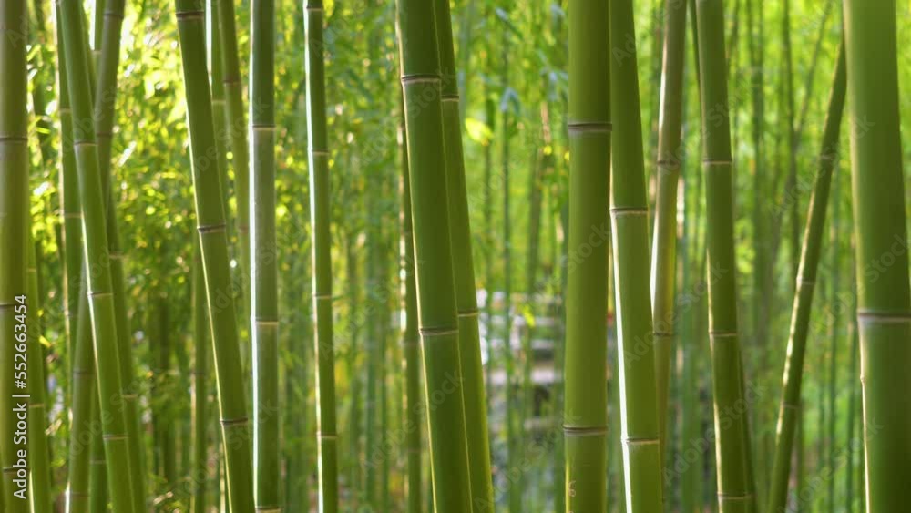 Chinese bamboo as a sustainable and eco-friendly material. Plants grown without pesticides. A rapidly renewable resource. Chinese bamboo as a sustainable and eco-friendly material. Plants grown without pesticides. A rapidly renewable resource.