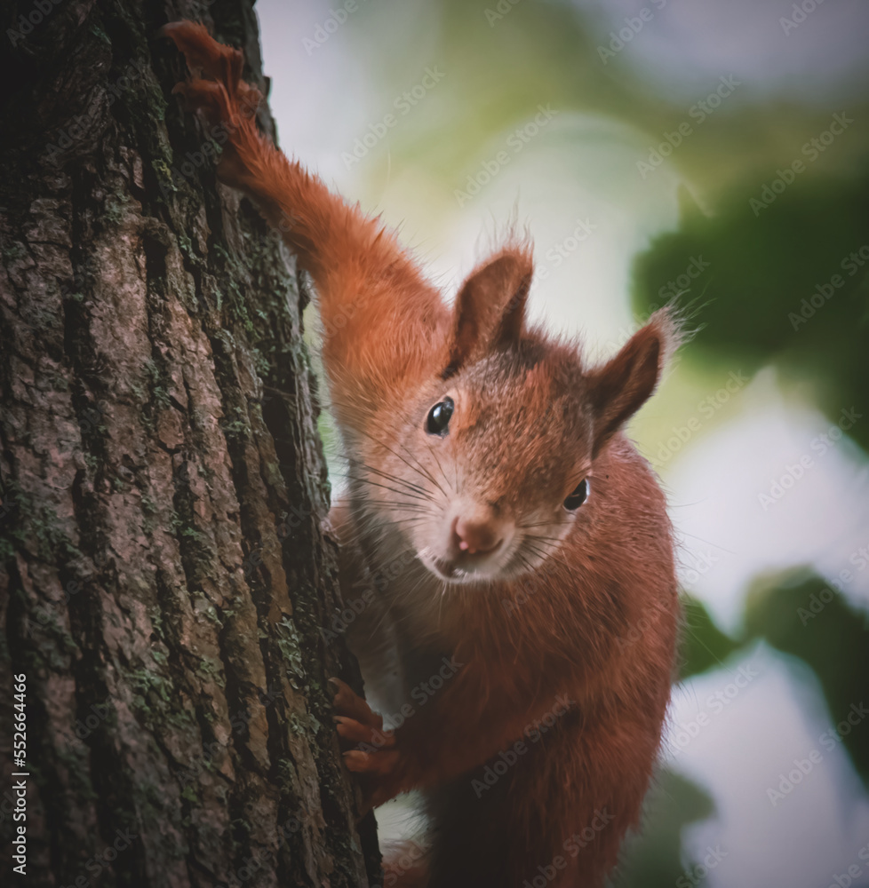 Neugierig schauendes Eichhörnchen am Baumstamm Neugierig schauendes Eichhörnchen am Baumstamm