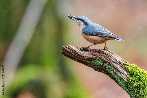 The Eurasian nuthatch or wood nuthatch (Sitta europaea). Bird on a branch