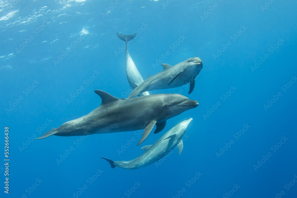 Obraz premium Bottlenose dolphin in their natural environment