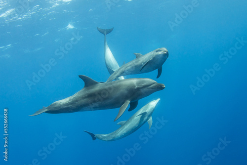 Bottlenose dolphin in their natural environment