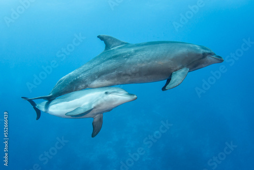Bottlenose dolphin in their natural environment © Tropicalens