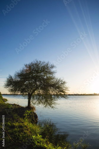 Tree by the river bank at sunset with beautiful clear view