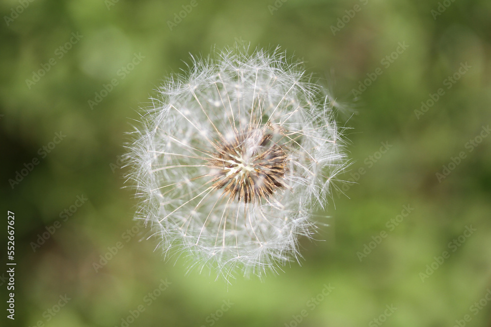Fototapeta premium Löwenzahn Pusteblume Nahaufnahme Makro