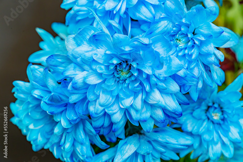 flower of a beautiful blue chrysanthemum close-up