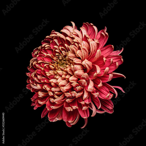 Beautiful blooming red chrysanthemum flower isolated on black background. Studio close-up shot.