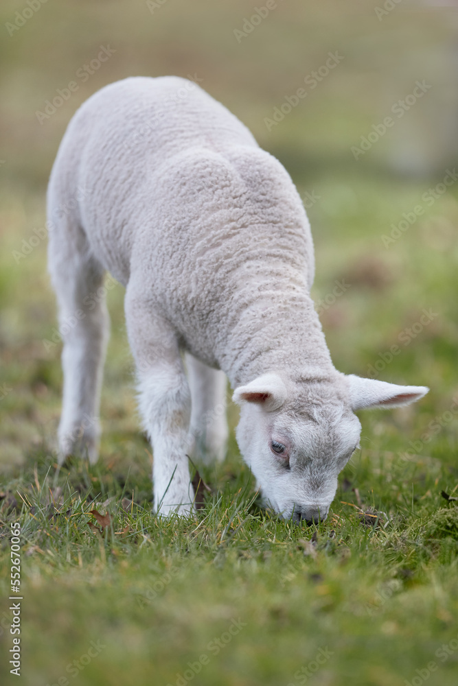 Young white lamb of Flemish white sheep Young white lamb of Flemish white sheep