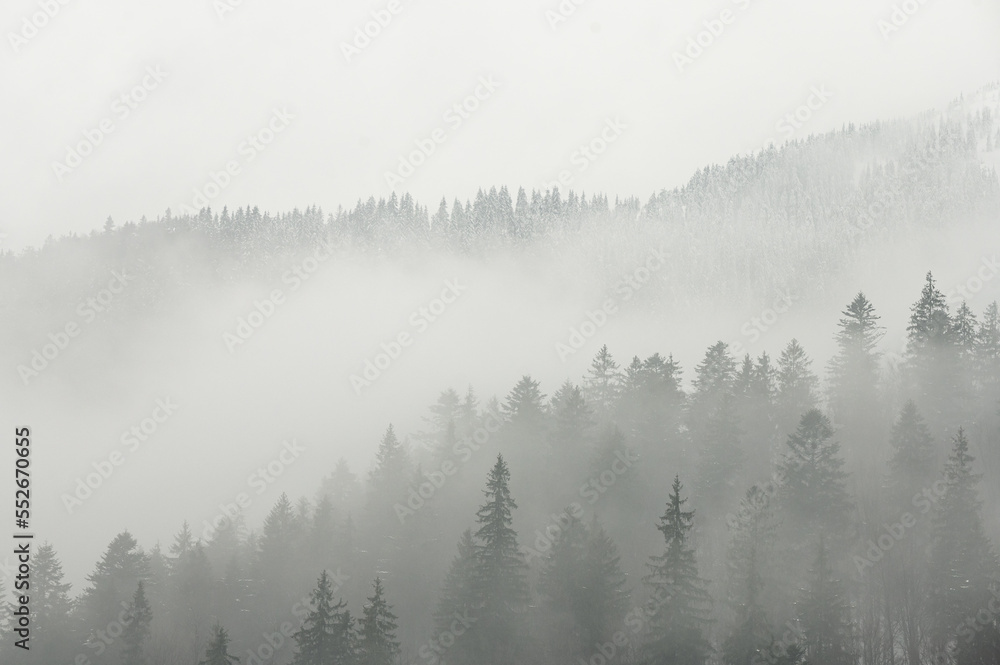 Fog above pine forests. Misty morning view in wet mountain area. Detail of dense pine forest in morning mist.
