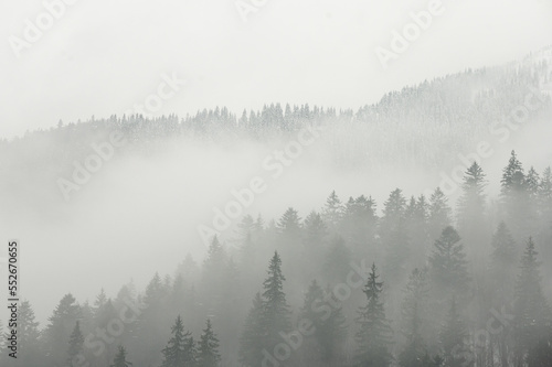 Fog above pine forests. Misty morning view in wet mountain area. Detail of dense pine forest in morning mist. 