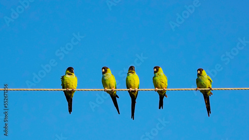 Nanday Parakeets perched on a wire and taking flight under a  sunny blue sky.