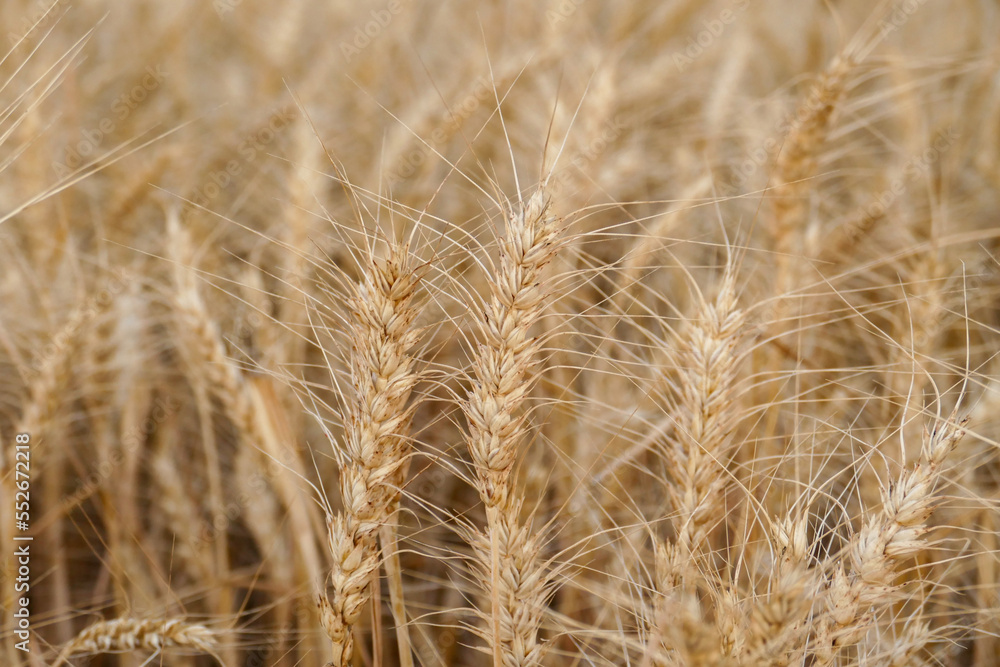 close-up dried wheat plant ready to be harvested,dry wheat ears,wheat ears, close-up dried wheat plant ready to be harvested,dry wheat ears,wheat ears,