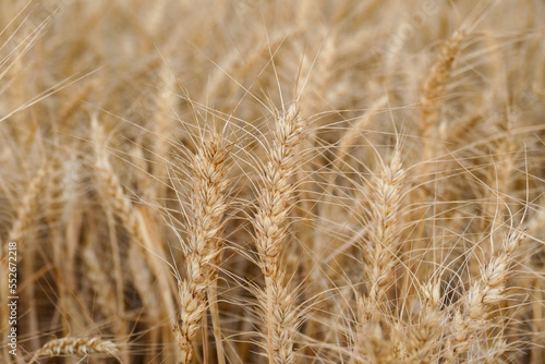 close-up dried wheat plant ready to be harvested,dry wheat ears,wheat ears,