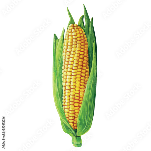 corn on the cob