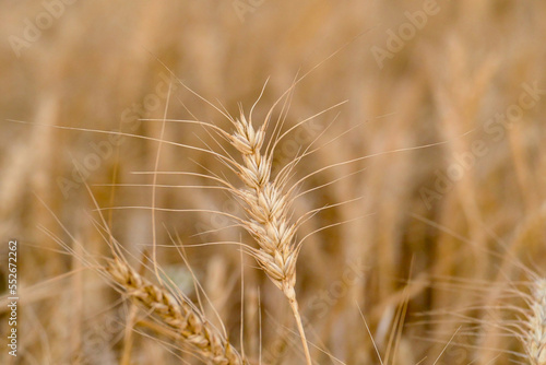 close-up dried wheat plant ready to be harvested dry wheat ears wheat ears 