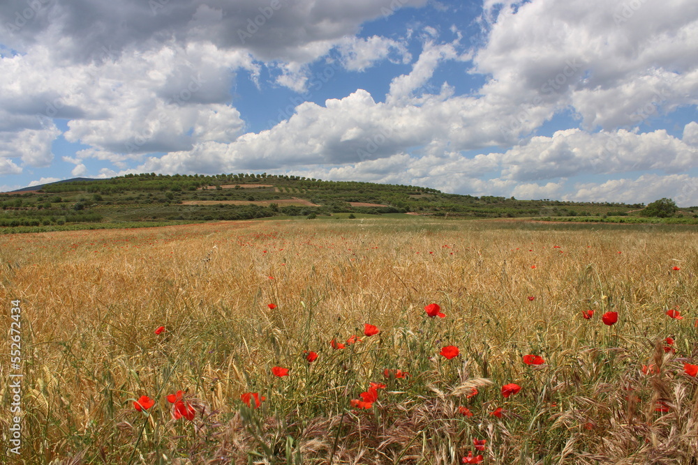 Naklejka premium Spring field