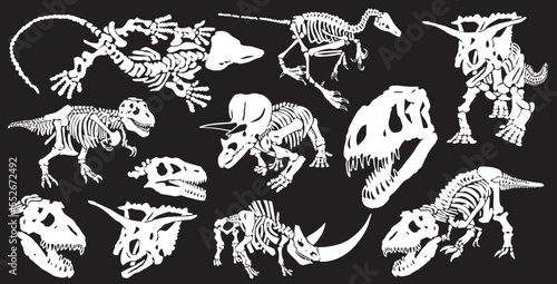 Graphical set of dinosaur skeletons isolated on black background,vector illustration,paleontology