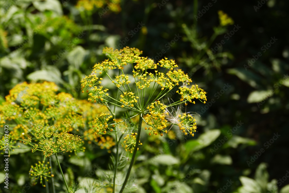yellow dill plant flower,close-up dill plant, yellow dill plant flower,close-up dill plant,