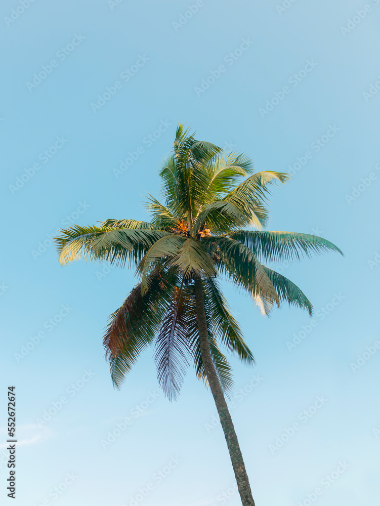 Fototapeta premium Low Angle View Of Palm Tree Against Blue Sky