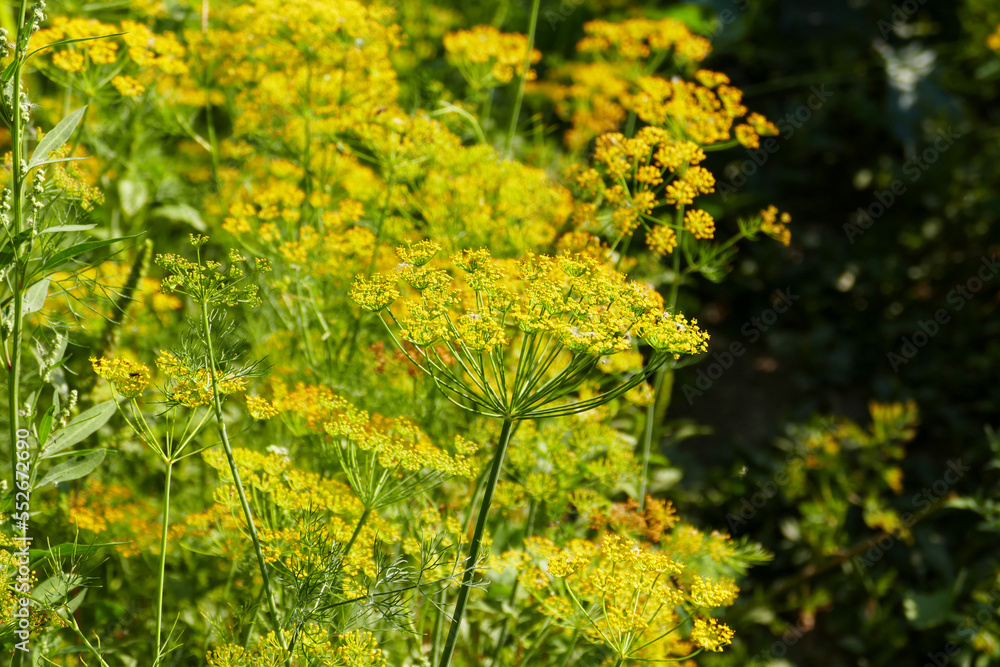 Obraz premium yellow dill plant flower,close-up dill plant,