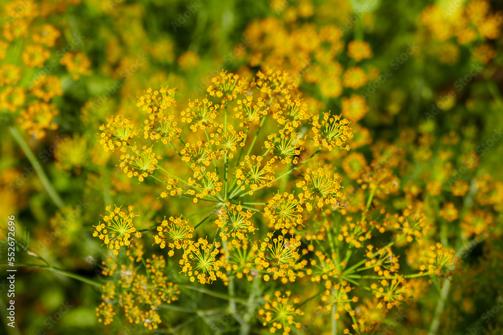Fototapeta premium yellow dill plant flower,close-up dill plant,