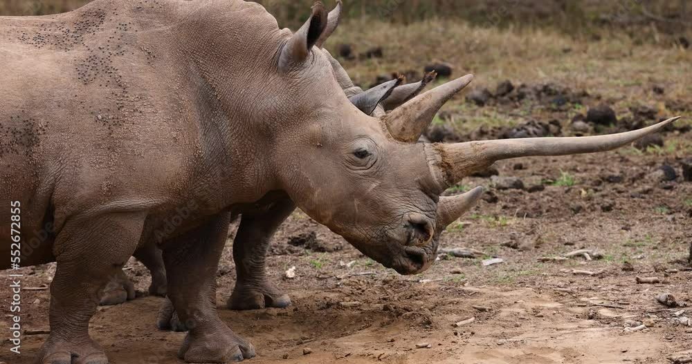 A white rhinoceros and her calf walking in the savannah in Kenya A white rhinoceros and her calf walking in the savannah in Kenya