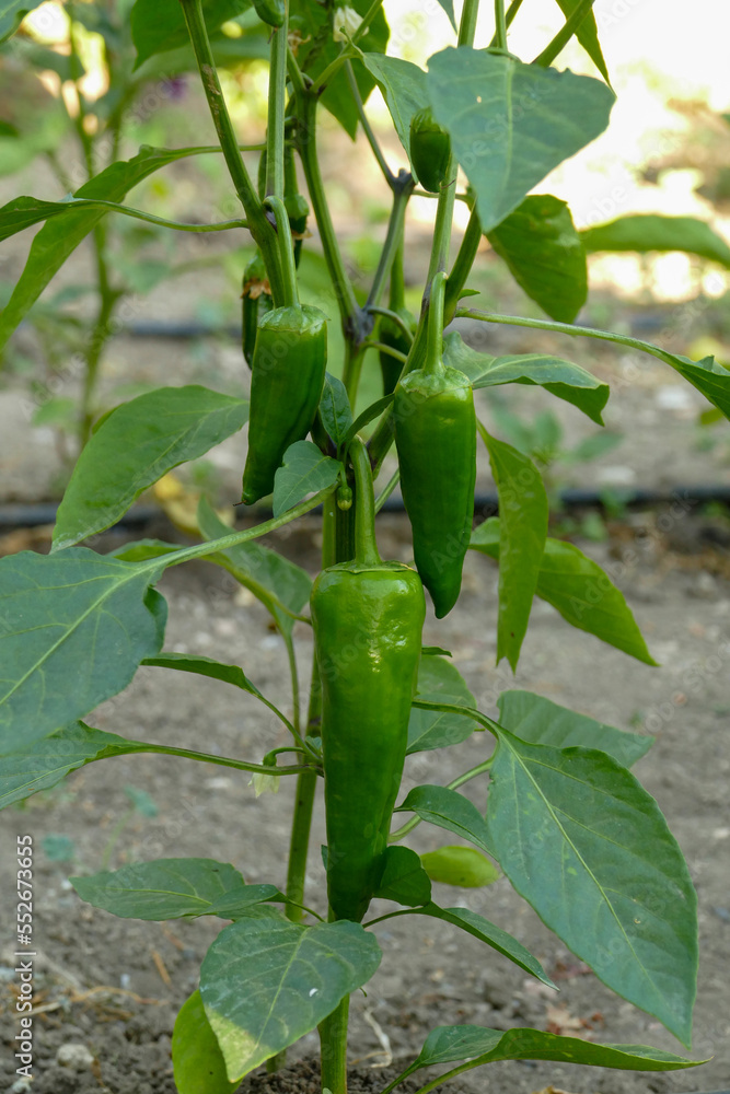 pepper plant, green version of capia pepper, green pepper that has not yet been fried, capia pepper for tomato paste,