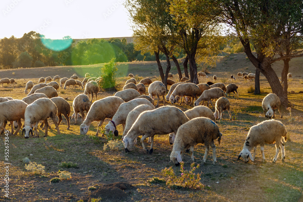 flock of sheep grazing in the field at sunset, sheep and lambs grazing in the open field, flock of sheep grazing in the field at sunset, sheep and lambs grazing in the open field,