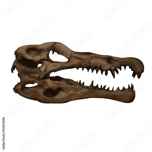 Spinosaurus Dinosaur Skull Digital Art By Winters860 Isolated, Transparent Background