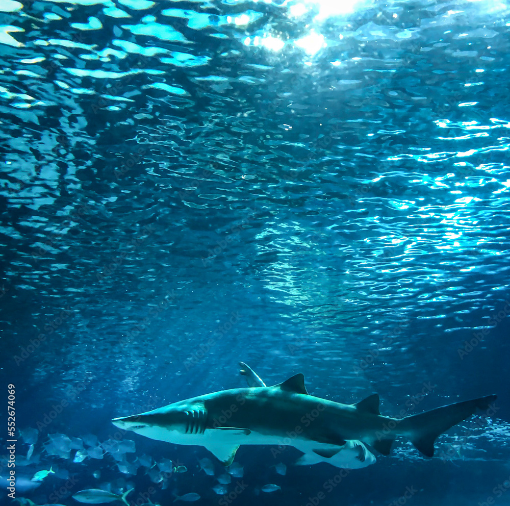 Fototapeta premium shark underwater