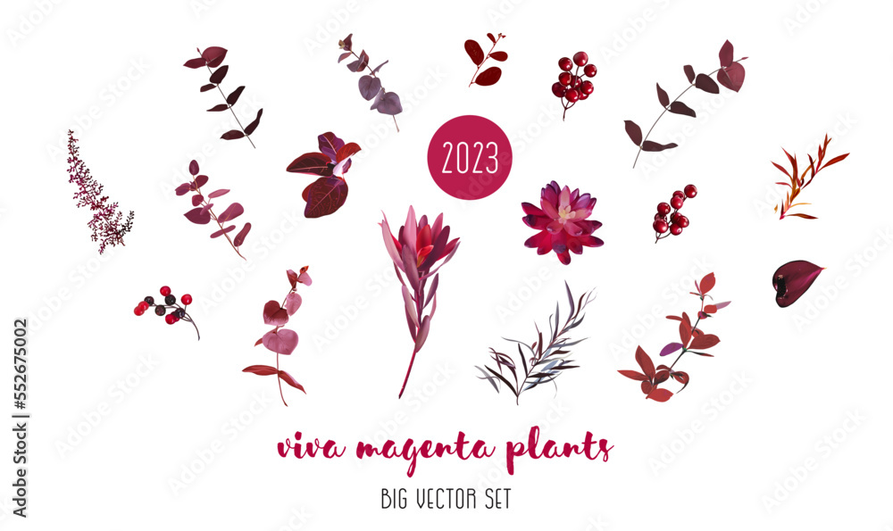 Trendy magenta plants vector design big set. Burgundy red eucalyptus, dark echeveria succulent, red berry, astilbe Trendy magenta plants vector design big set. Burgundy red eucalyptus, dark echeveria succulent, red berry, astilbe