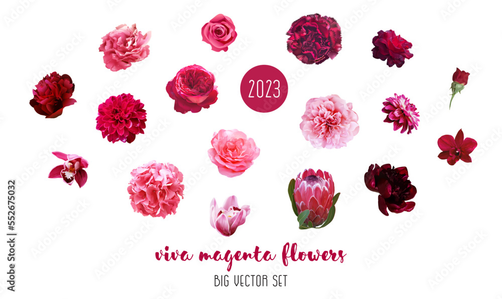 Trendy magenta flowers vector design big set. Hot pink roses, ranunculus, barbie pink peony, dahlia - obrazy, fototapety, plakaty 