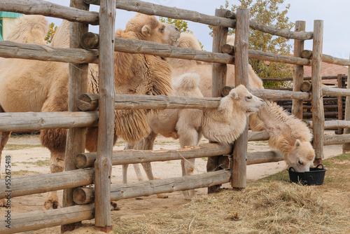 Family of white camels eating hay at the zoo, close up. Keeping wild animals in zoological parks.