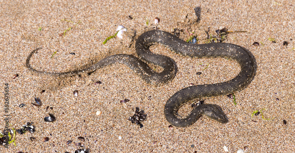 Natrix tessellata. The dice snake is a European non venomous snake belonging to the family Colubridae, subfamily Natricinae. The reptile lives on the sandy beach of the Black Sea. Natrix tessellata. The dice snake is a European non venomous snake belonging to the family Colubridae, subfamily Natricinae. The reptile lives on the sandy beach of the Black Sea.
