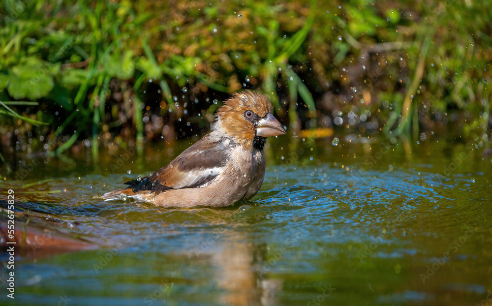 Hawfinch bird bathing standing in a pond close-up Hawfinch bird bathing standing in a pond close-up