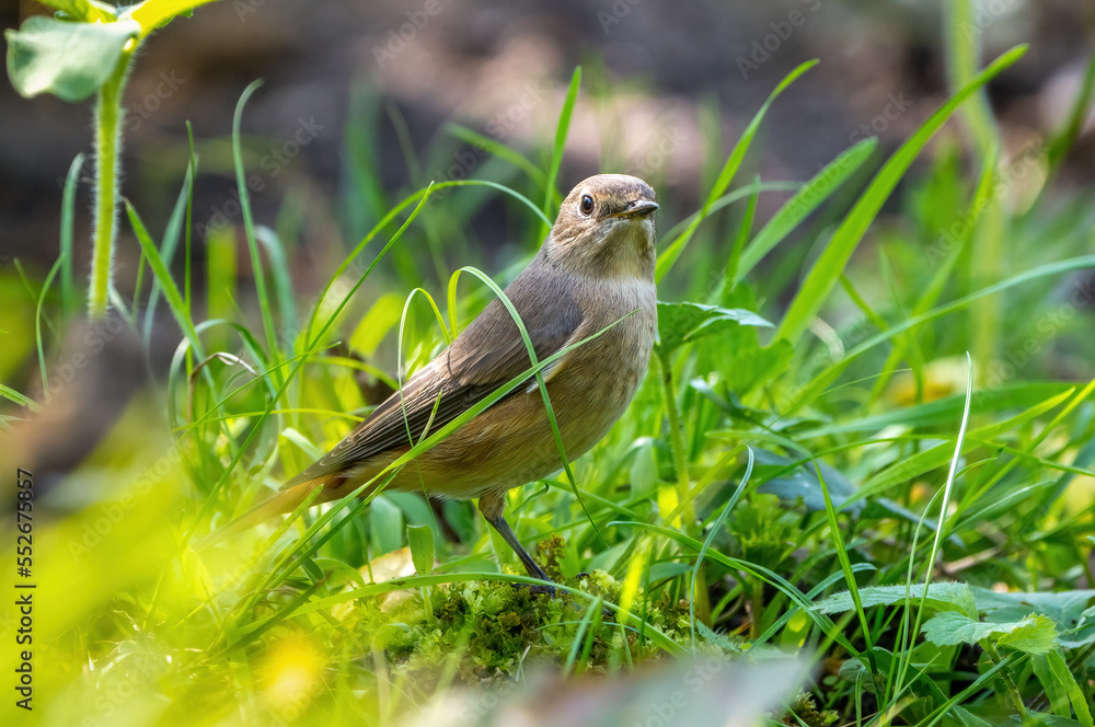 The Spotted flycatcher bird stands among the grass on the sunlit lawn The Spotted flycatcher bird stands among the grass on the sunlit lawn