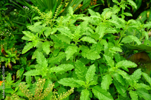 Ocimum tenuiflorum, Holy basil, Sacred basil, Shyama tulsi,Rama tulsi,the queen of herbs, plants with a pungent odor Spicy flavor, Spices for Thai food