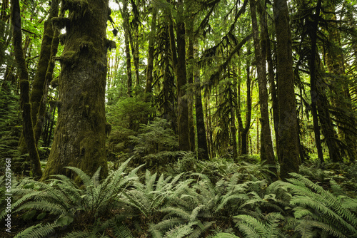 Moss-covered trees and ferns in a rainforest near Lake Cowichan; British Columbia, Canada photo
