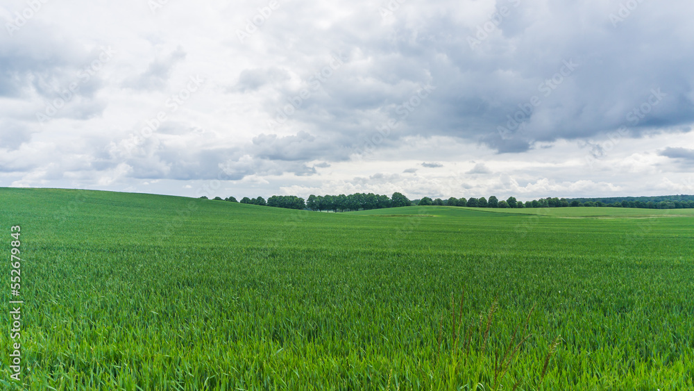 grüne Felder bei Benzin in Mecklenburg mit Wäldern im Hintergrund grüne Felder bei Benzin in Mecklenburg mit Wäldern im Hintergrund