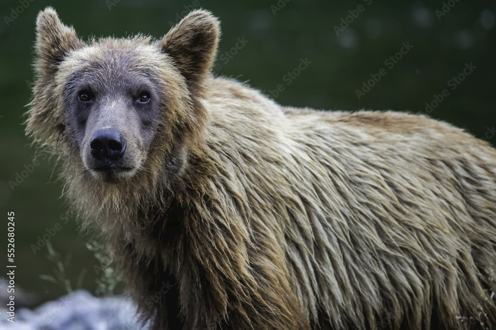 Grizzly bear (Ursus arctos horribilus), Taku River; Atlin, British Columbia, Canada Grizzly bear (Ursus arctos horribilus), Taku River; Atlin, British Columbia, Canada