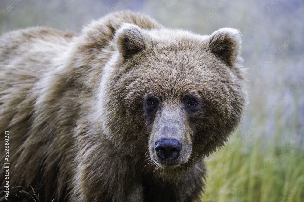 Grizzly bear (Ursus arctos horribilis), Taku River; Atlin, British Columbia, Canada Grizzly bear (Ursus arctos horribilis), Taku River; Atlin, British Columbia, Canada