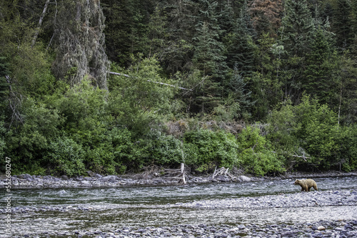 Grizzly bear (Ursus arctos horribilus) fishing in Taku River; Atlin, British Columbia, Canada photo