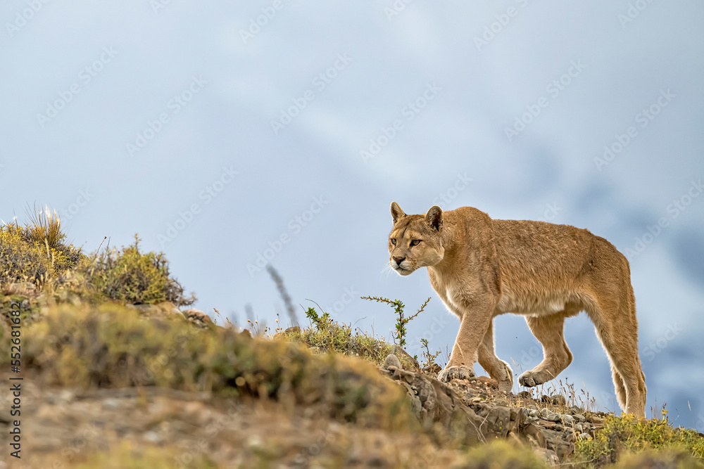 Puma walking through the landscape in Southern Chile; Chile Puma walking through the landscape in Southern Chile; Chile