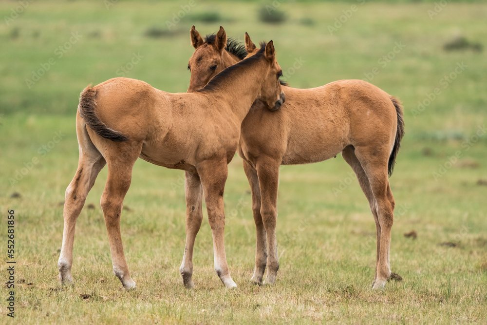 Two horses (Equus ferus caballus) standing side by side with necks touching to show affection; Saskatchewan, Canada Two horses (Equus ferus caballus) standing side by side with necks touching to show affection; Saskatchewan, Canada