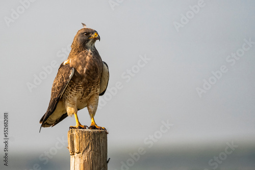 Ferruginous hawk (Buteo regalis) perched on a post, Grasslands National Park, Saskatchewan, Canada photo